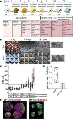 In depth functional characterization of human induced pluripotent stem cell-derived beta cells in vitro and in vivo